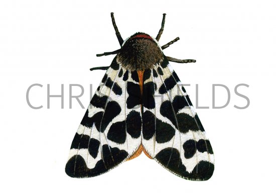 Illustration of Garden Tiger Moth (Arctia caja) (#0924)