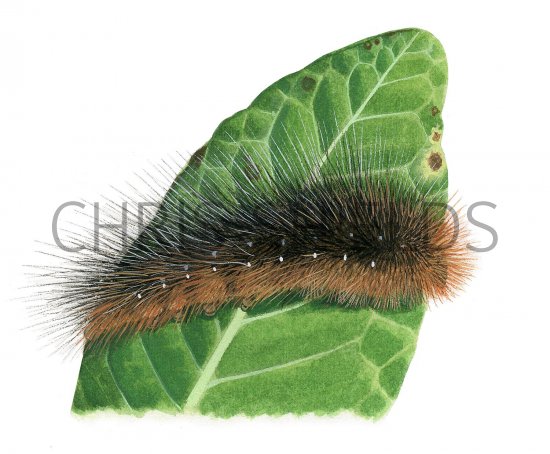 Illustration of Garden Tiger Moth Caterpillar (Arctia caja) (#2510)