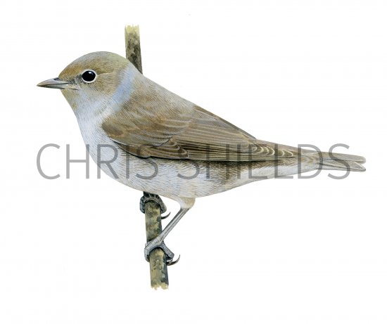 Illustration of Garden Warbler (Sylvia borin) (#4081)