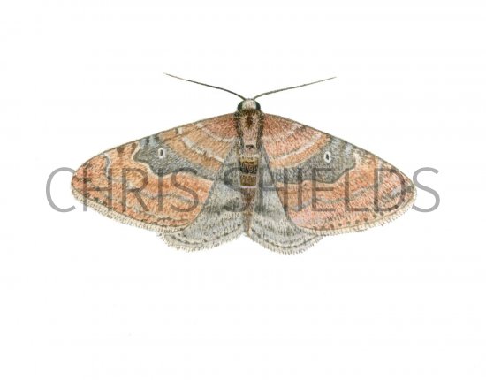 Illustration of Gem (Nycterosea obstipata) (#1551)