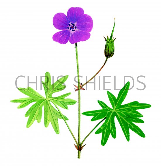 Illustration of Geranium sanuineum (Bloody Cranes-bill) (#2769)