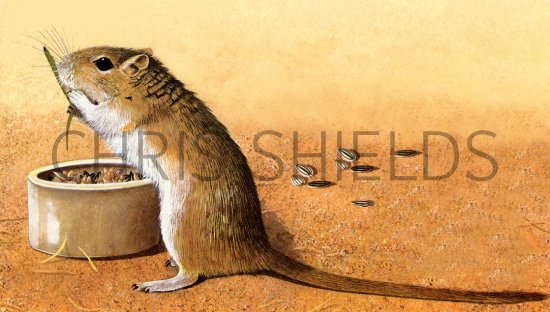 Illustration of Gerbil (Meriones unguiculatus) (#0261)
