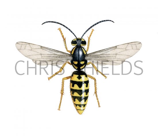 Illustration of German Wasp male (Vespula germanica) (#3156)