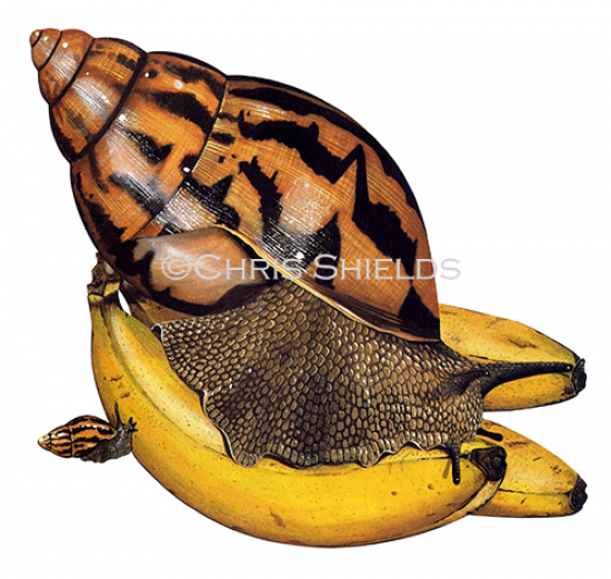 Illustration of Giant African Land Snail (Achatina achatina)  (#0552)