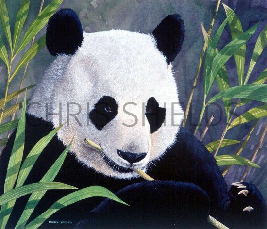 Illustration of Giant Panda (Ailuropoda melanoleuca) (#0567)