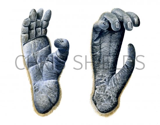Illustration of Gibbon Feet (Hylobatidae Spp.) (#1420)