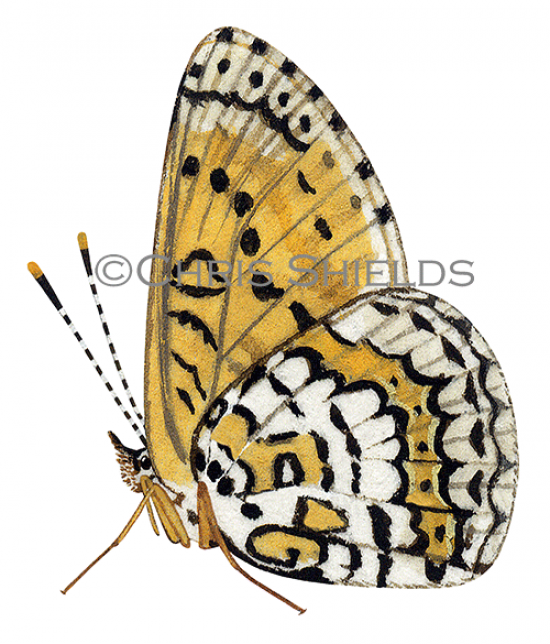 Illustration of Glanville Fritillary (Melitaea cinxia) (#1473)