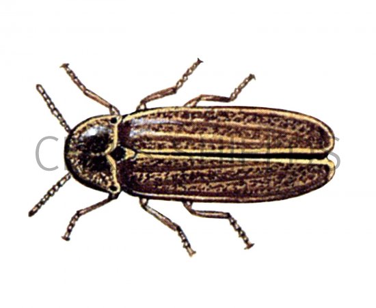 Illustration of Glow-worm (male) Lampyis noctiluca (#1562)