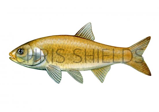 Illustration of Golden Orfe (Leuciscus idus (#2699)