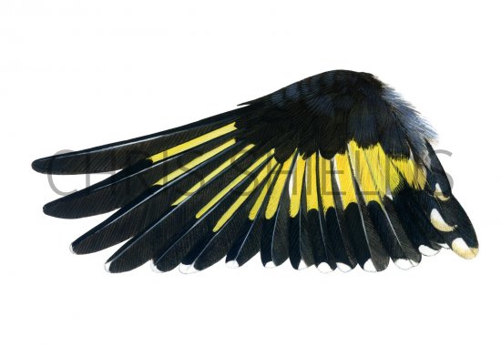 Illustration of Goldfinch wing (Carduelis carduelis) (#1760)