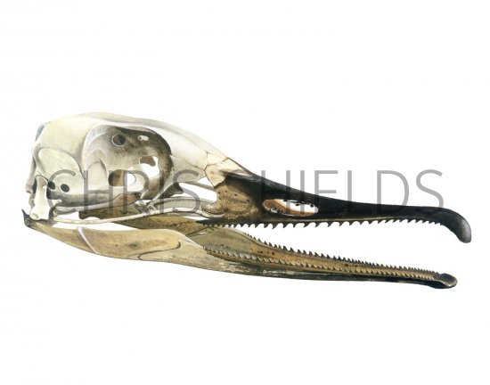 Illustration of Goosander skull (Mergus merganser) (#1754)
