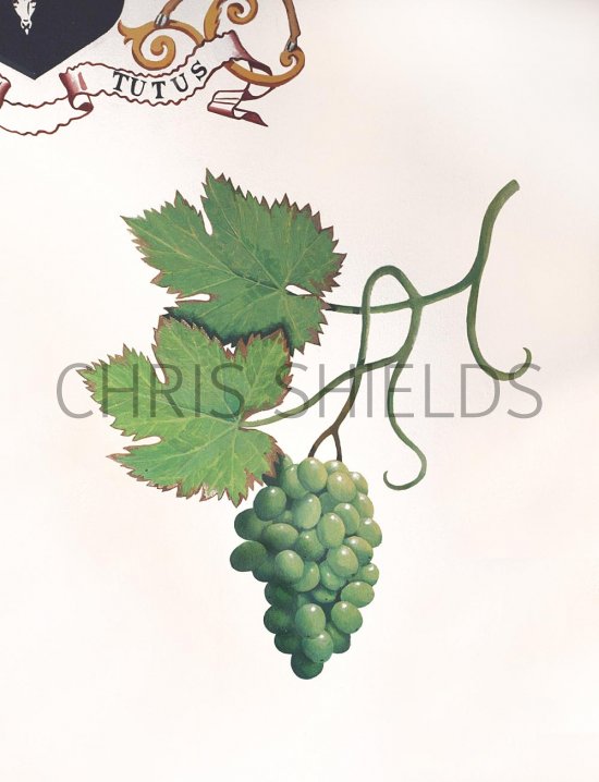 Illustration of Belmond Northern Belle mural (Grapes) (#2999)