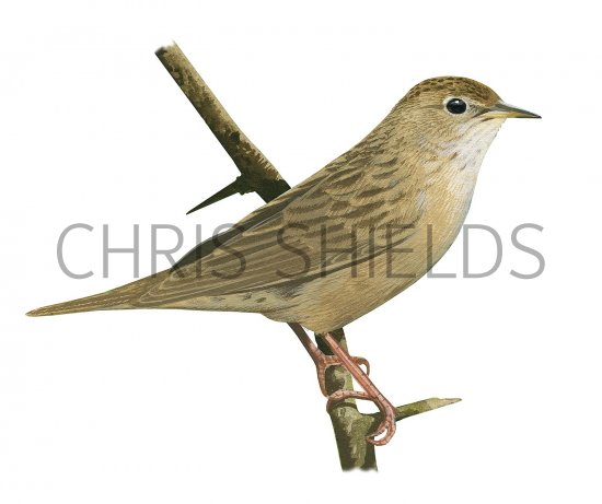 Illustration of Grasshopper Warbler (Locustella naevia) (#3379)