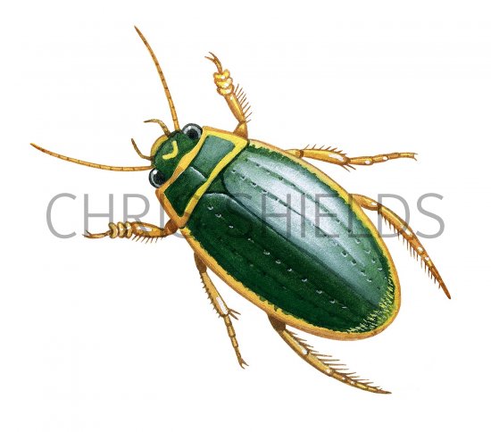 Illustration of Great Diving Beetle (Dytiscus marginalis) (#2138)