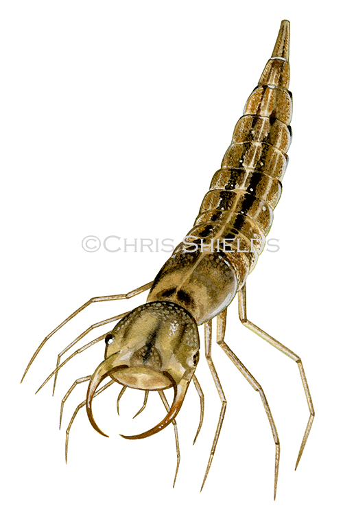 Illustration of Great Diving Beetle Larvae (Dytiscus marginalis) (#4563)