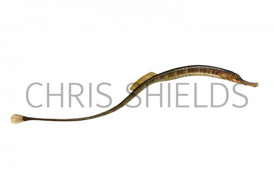 Illustration of Great Pipefish (Snygnathus acus) (#4308)