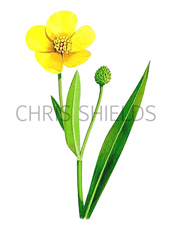 Illustration of Great Spearwort ( Ranunculus lingua) (#3247)