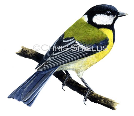 Illustration of Great Tit (Parus major) (#3187)