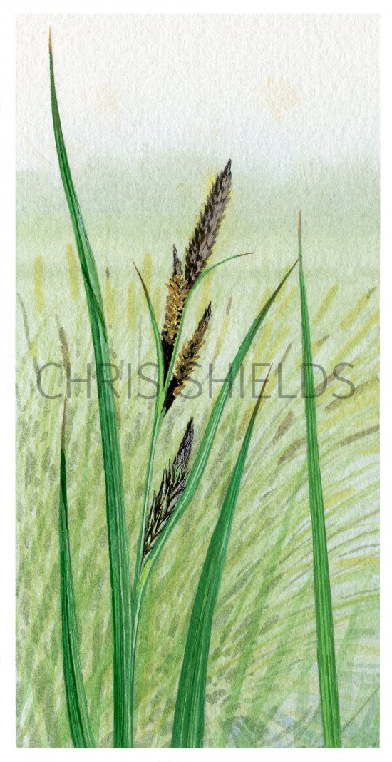 Illustration of Greater Pond Sedge (Carex riparia) (#4385)