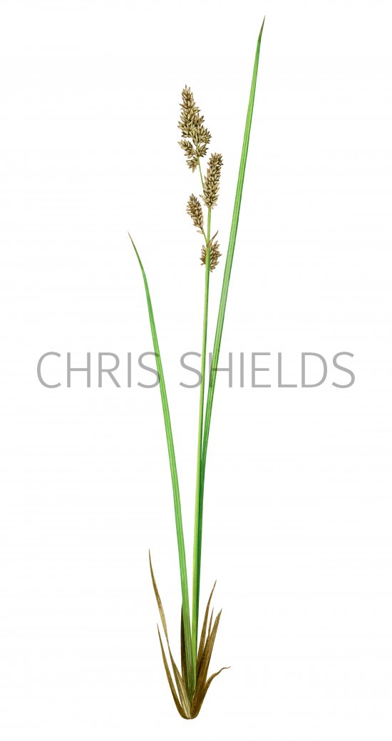Illustration of Greater Tussock Sedge (Carex paniculata) (#2809)
