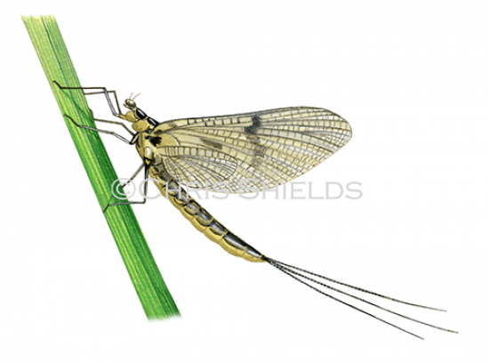 Illustration of Green Drake Mayfly (Ephemera dancia) (#4392)