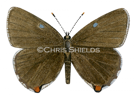 Illustration of Green Hairstreak (male) Callophrys rubi (#1392)