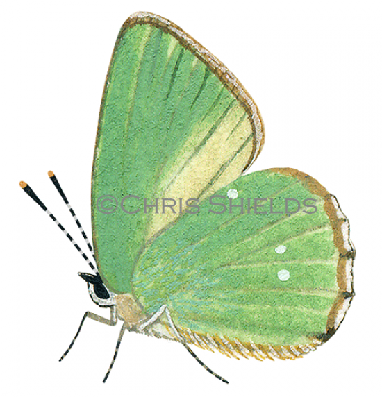 Illustration of Green Hairstreak (male)  Callophrys rubi (#1393)