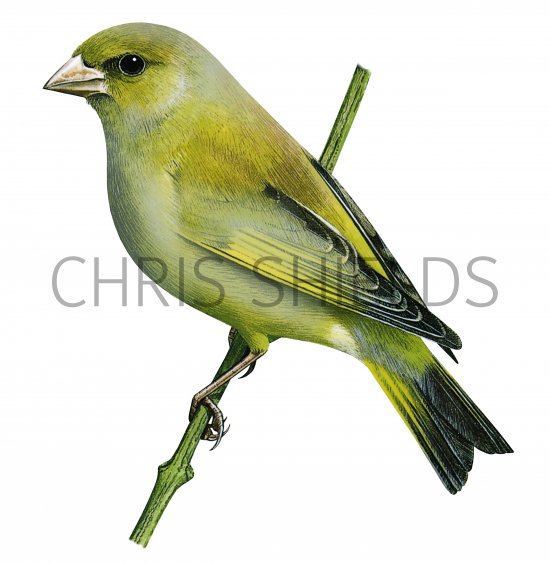 Illustration of Greenfinch (Carduelis chloris) (#3725)