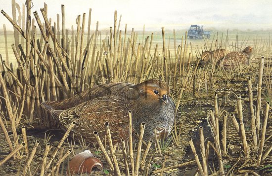 Illustration of Grey Partridge (Perdix perdix) (#2100)