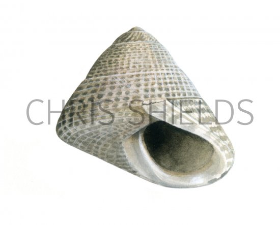 Illustration of Grey Topshell (Gibbula cineraria) (#1916)