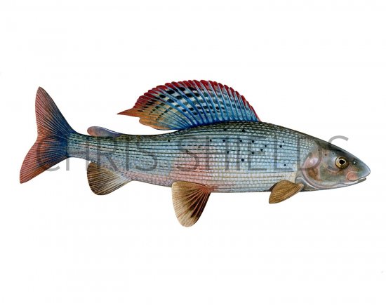 Illustration of Grayling (Thymallus thymallus) (#2824)