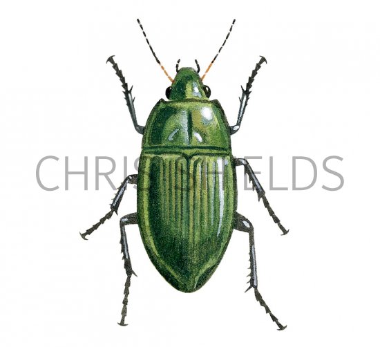 Illustration of Ground Beetle (Amara aenea) (#1564)