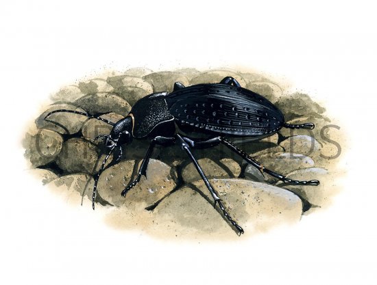 Illustration of Ground Beetle (Carabus problematicus) (#3404)