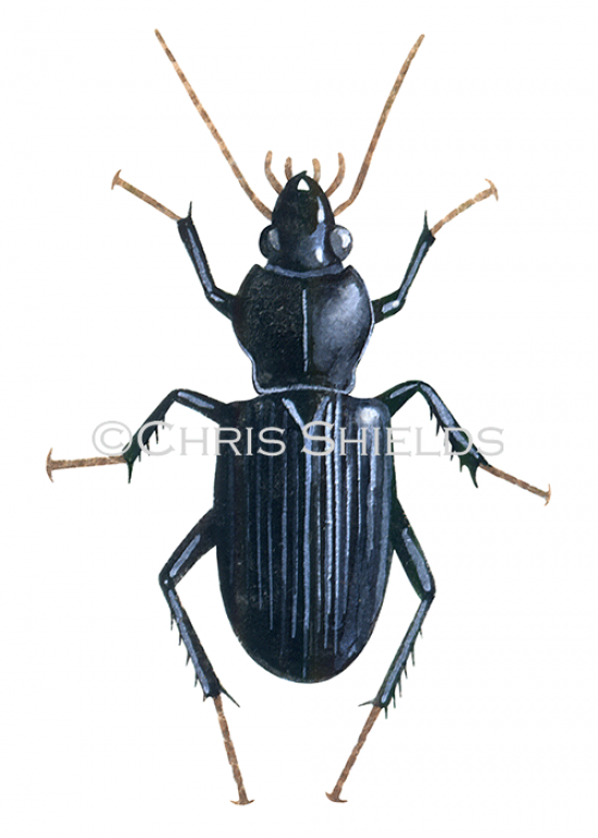 Illustration of Ground Beetle (Nebria brevicollis) (#2901)