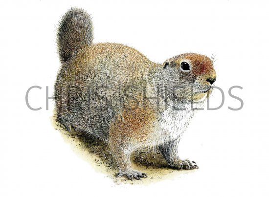 Illustration of Ground Squirrel (Spermophilus columbianus)  (#0262)
