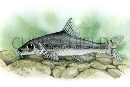 Illustration of Gudgeon (Gobio gobio) (#0168)