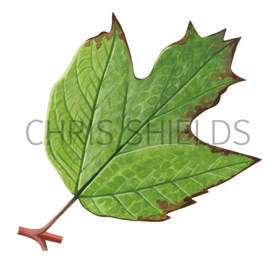 Illustration of Guelder Rose (Viburnum opulus) (#3217)