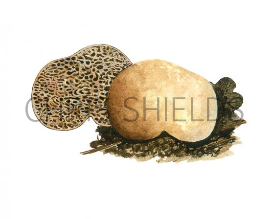 Illustration of Gymnomyces xanthosporus (#1990)