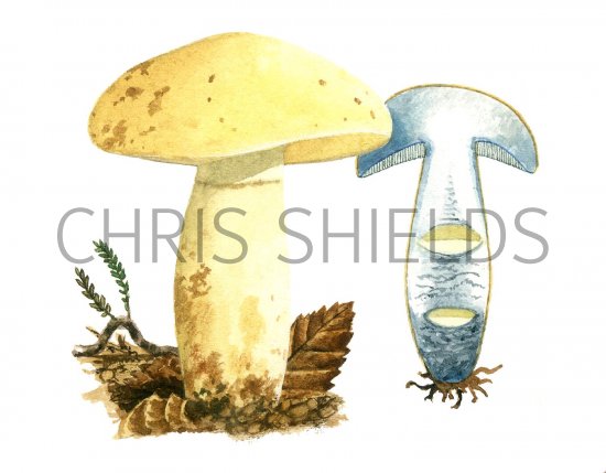 Illustration of Gyroporus cyanescens (Cornflower Bolete) (#2005)
