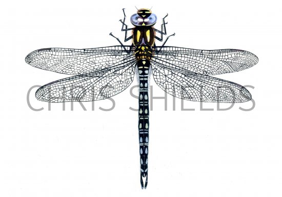 Illustration of Dragonfly (Hairy) Brachytron pratense (#0548)