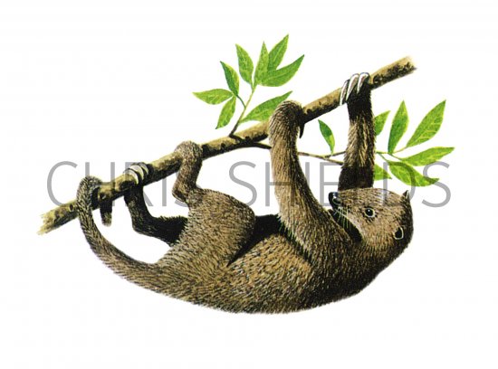 Illustration of Hapalops (#0588)