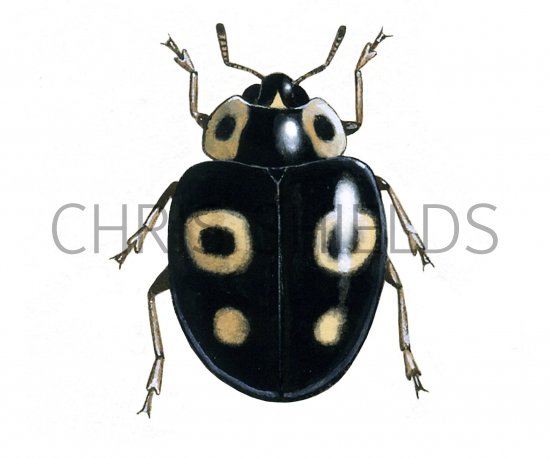 Illustration of Harlequin Ladybird (Harmonia axyridis) (#0512)