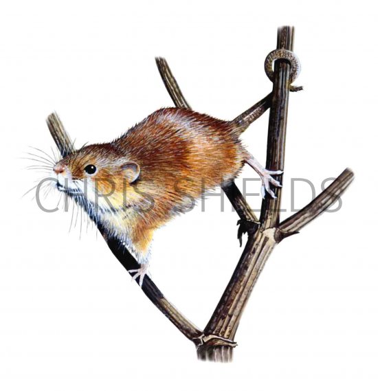 Illustration of Harvest Mouse (Micromys minutus) (#0267)