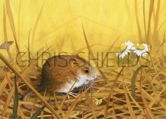 Illustration of Harvest Mouse (Micromys minutus) (#3700)