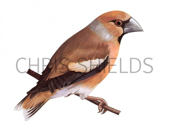 Illustration of Hawfinch (Coccothraustes coccothraustes) (#3657)