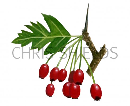 Illustration of Hawthorn Berries (Crataegus monogyna) (#3235)