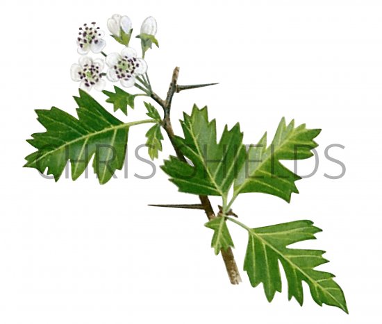 Illustration of Hawthorn flowers (Crataegus monogyna) (#4331)