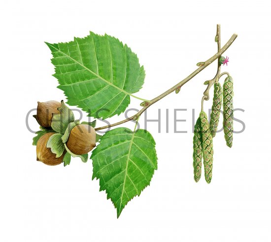 Illustration of Hazel nuts, catkins, leaves & flowers(Corylus avellana) (#3685)