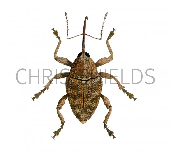 Illustration of Hazelnut Weevil (Curculio nucum) (#3129)