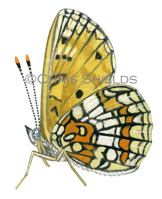 Illustration of Heath Fritillary (Mellicta athalia) (#1471)